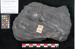 Foto (Objekt + Etikett) von Diplothmema andraeanum Roehl (NHMW-GEO-2024-0188-10934)